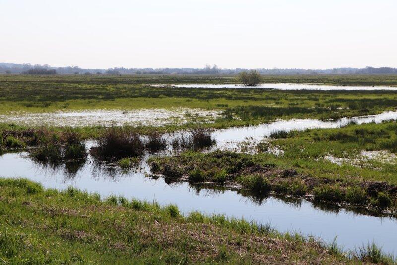 Rewetted peatland in Teufelsmoor Living Lab, Lower Saxony, Germany (photo: Birte Albrecht, Michael Succow Foundation)