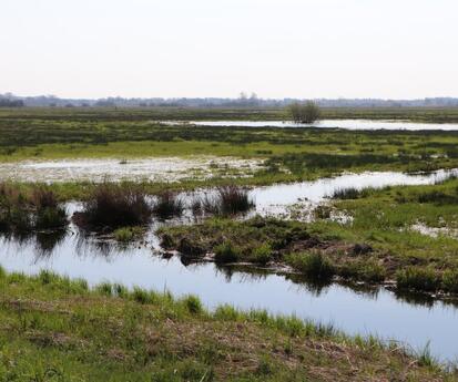 Rewetted peatland in Teufelsmoor Living Lab, Lower Saxony, Germany (photo: Birte Albrecht, Michael Succow Foundation)